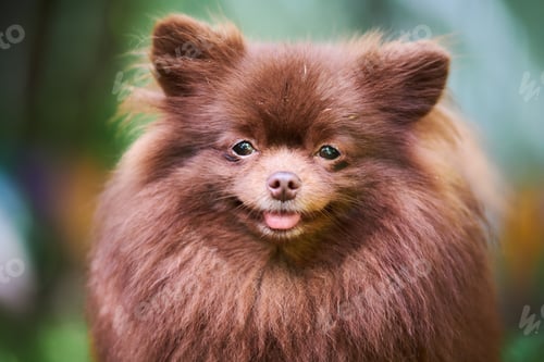 Preview: Pomeranian Spitz dog in garden, close up face portrait