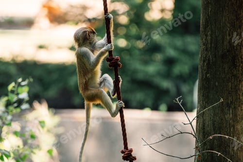 Preview: A juvenile monkey grips a knotted rope with focus and determination, showcasing its natural agility