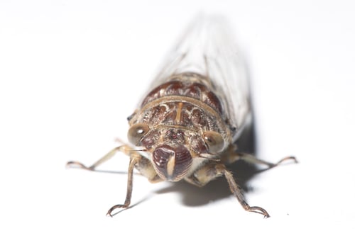 Preview: Cicadidae, isolated on white background