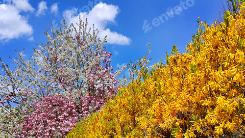 Preview: Beautiful flowers and fresh foliage of spring trees