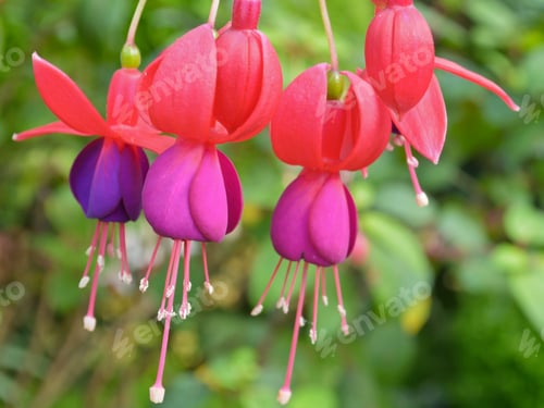 Preview: Lady's Eardrops ( Fuchsia ) flowers