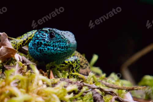 Preview: Ocellate lizard (Timon lepidus)