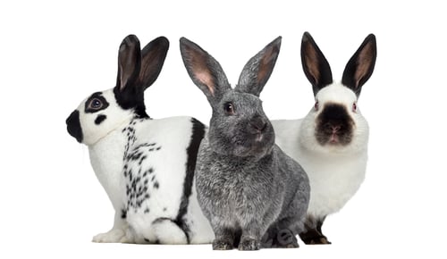 Preview: Checkered rabbit and Argente rabbit and Russian rabbit isolated on white