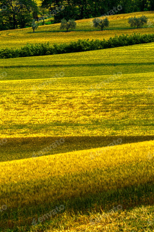 Preview: Rural landscape near Cingoli and Appignano, Marche, Italy