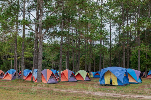 Preview: Tents camping area in the pine park. Landscape natural area with pine and green grass.