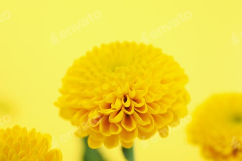 Preview: Yellow chrysanthemums on yellow background, close up and selective focus
