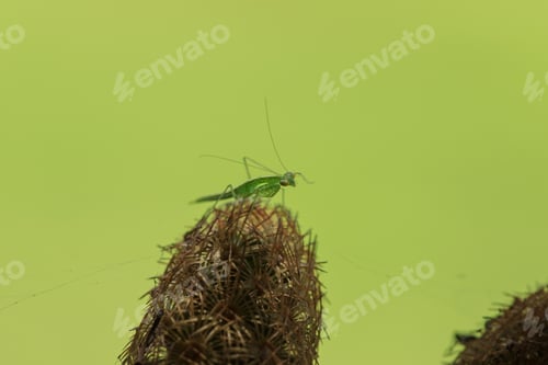 Preview: Grasshoppers on the cactus