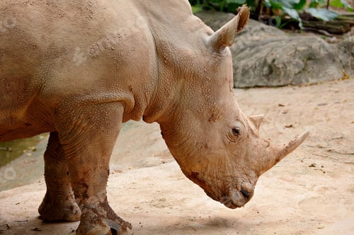 Preview: rhino
