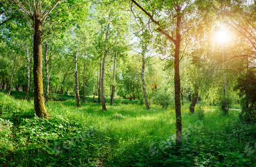 Preview: trail in the woods. Ukraine Europe