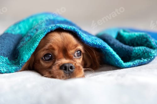 Preview: Cute ruby cavalier spaniel under the blanket