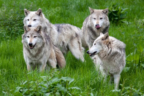 Preview: wolf, pack, togetherness, group, wilderness
