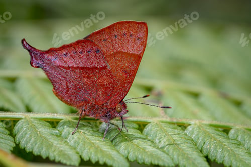 Preview: Butterfly with the phalanx out looking for food among the fern