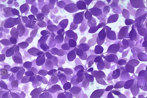 Preview: Purple background flower weed plant texture.