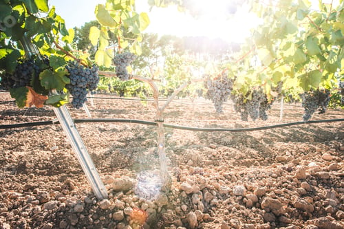 Preview: Vine grapes