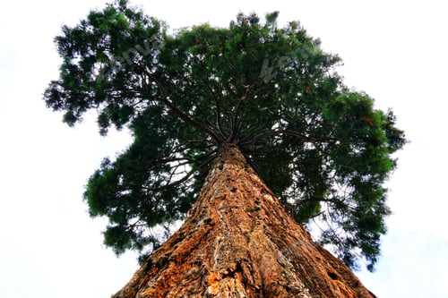 Preview: Low angle shot of a lone sequoia tree under a clear sky during daytime