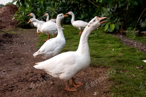 Preview: White swan, Goose or Swan family walking.