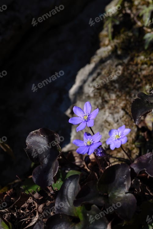 Preview: Hepatica nobilis flower in the woods