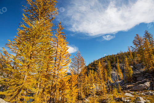 Preview: Larch