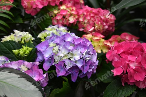 Preview: Colorful hydrangeas banner, close up. Purple blue pink hortensia flowers on counter in store.