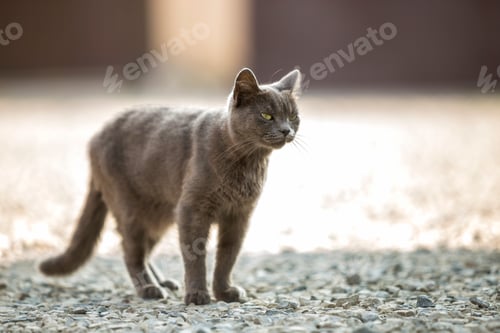 Preview: Portrait of gray grown adult big short-haired cat with green eyes standing outdoors