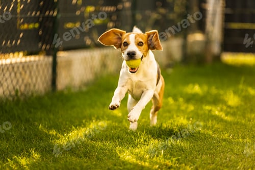 Preview: Beagle dog fun in garden outdoors run and jump with ball