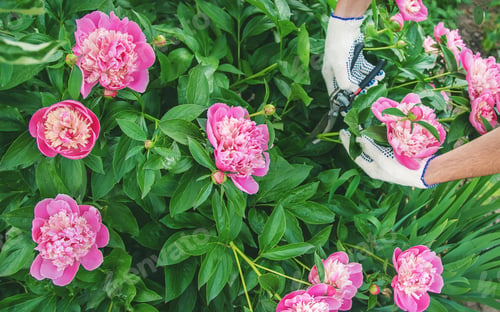 Preview: nature