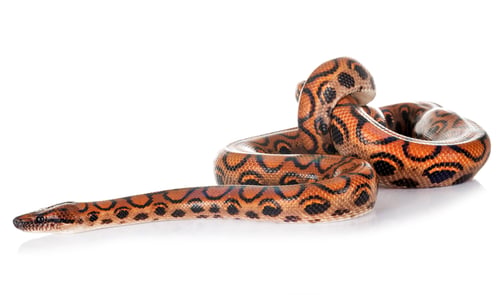 Preview: Rainbow boa in studio