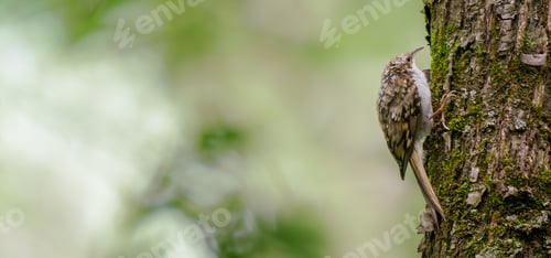 Preview: Eurasian treecreeper or Certhia familiaris
