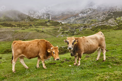 Preview: Cows grazing in the countryside. Livestock farming. Asturias, Spain