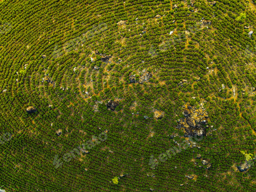 Preview: Bird's eye view of a landscape covered with round-shaped trees and stones