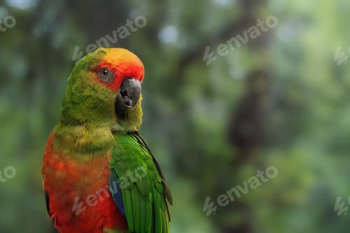 Preview: Golden-capped parakeet bird (Aratinga auricapillus)