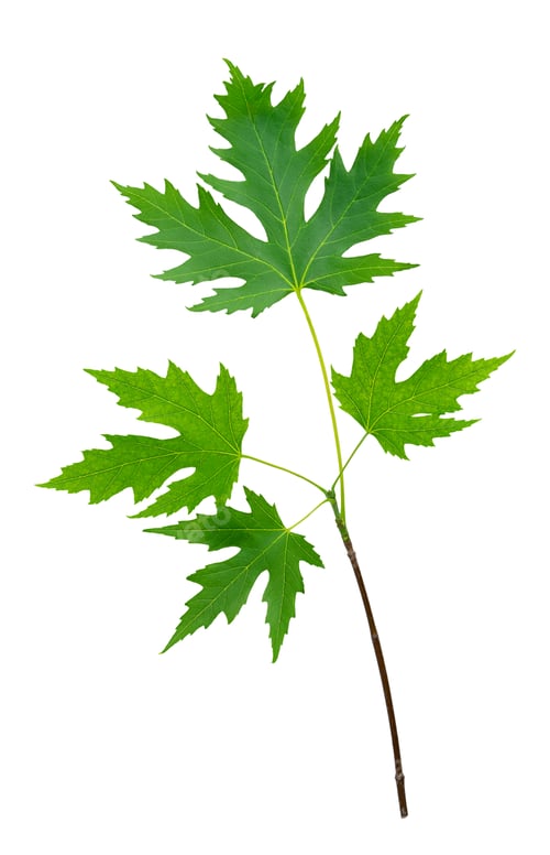 Preview: Green maple tree branch isolated on white background with clipping path.