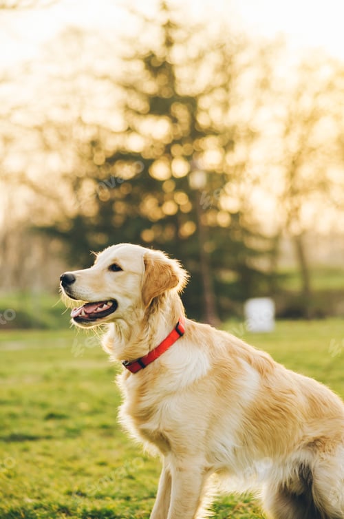 Preview: Dog in park