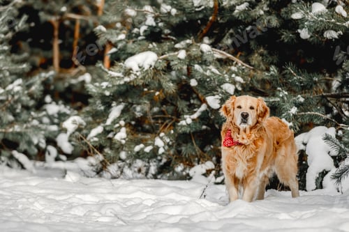 Preview: Golden retriever dog in winter time