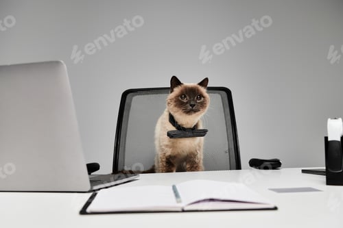 Preview: Purr-fect productivity: feline boss at work