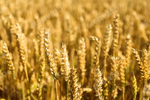 Preview: Wheat spikes on golden field