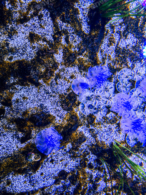 Preview: Aquarium with colourful jellyfish and plants. Underwater world at Toronto aquarium, Canada.