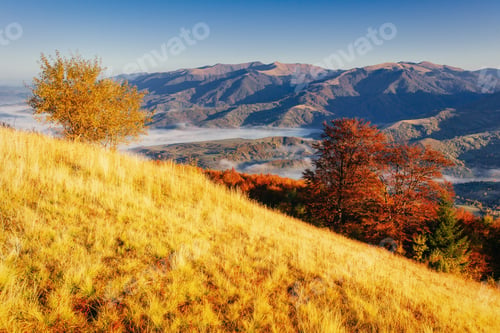 Preview: birch forest in sunny afternoon while autumn season.