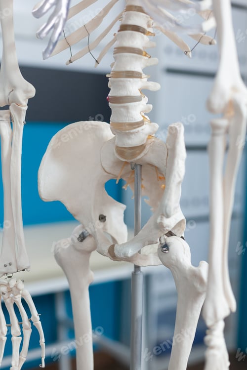 Preview: Closeup of human pelvis bone of an anatomical human body skeleton
