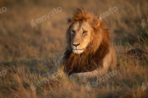 Preview: Lion on Safari in Kenya, Africa