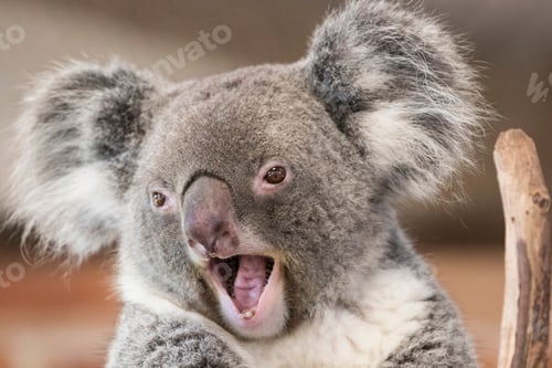 Lachender Koala