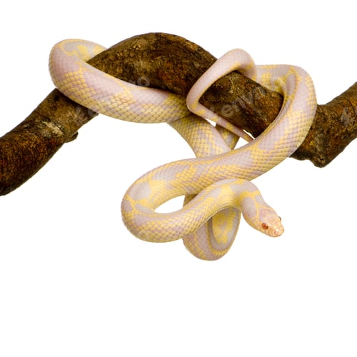 Preview: Corn Snake - Elaphe guttata