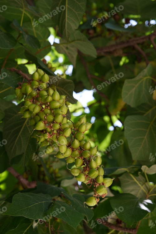 Preview: Leaves and fruits of Paulownia tomentosa. It is often used as an ornamental plant.