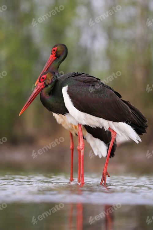 Preview: Pair of black stork courting during breeding season in lake