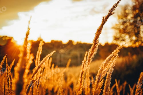 Preview: Sunset in the field. Summer in the village.