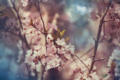 Preview: Blossoming tree