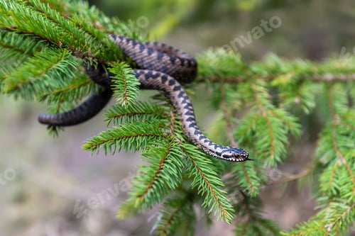 Preview: Vipera berus poisonous viper in summer on branch the of tree