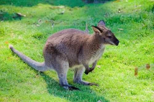 Preview: Wallaby
A Wallaby in the grass tonythetigersson