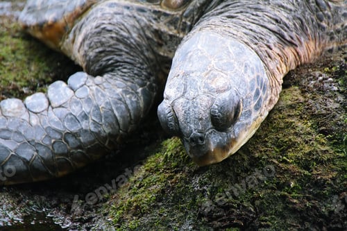 Preview: Green sea turtle