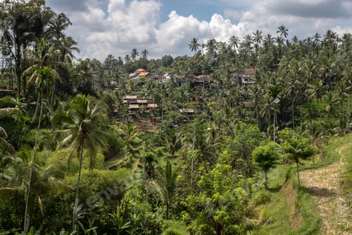 Preview: Lush jungle landscape view from above